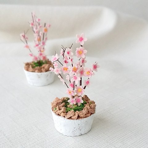 【特集掲載】🌸桃の花の鉢植え🌸