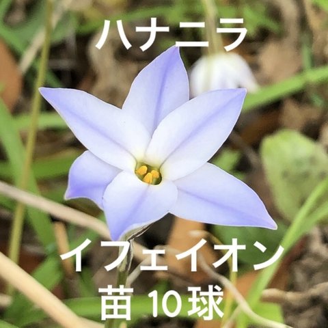 ハナニラ イフェイオン 苗 10球 ＊ 山野草 花韮