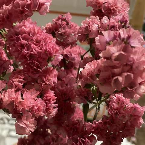 ドライフラワー 花材 スターチス レアカラー ヤマトノアカリ 茎付き