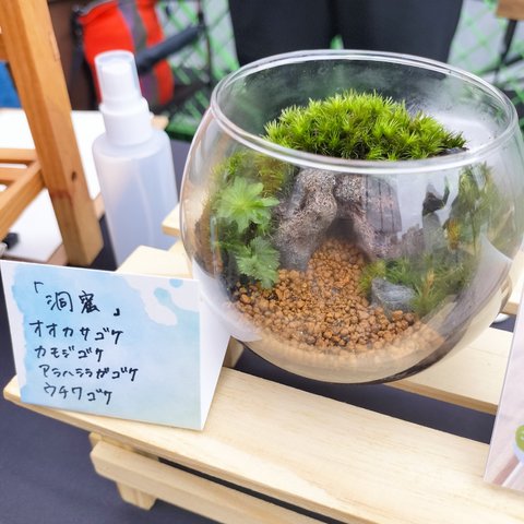 苔テラリウム「洞窟」初心者🔰 プレゼントにも