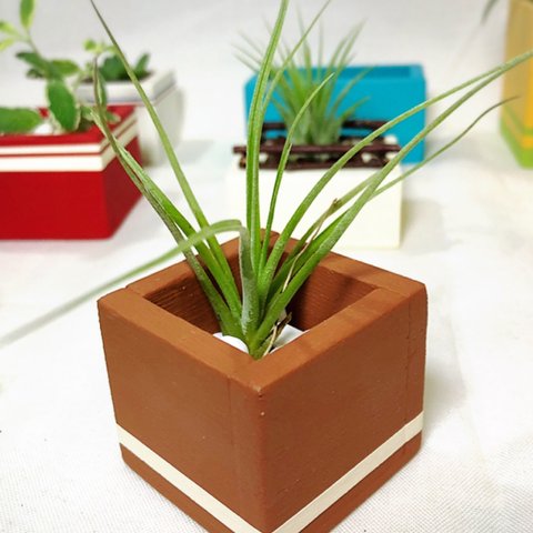 <new> wood  cube mini chocolate×cream (エアープランツ チランジア)