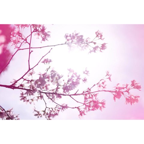 【写真のある部屋】春色の凛桜　☆ポストカードサイズ