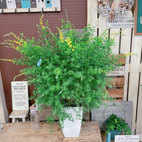 ラスト！大きめ♡【ヒメエニシダ 】ボリューム満点♡毎年楽しめる植物♡黄色のお花