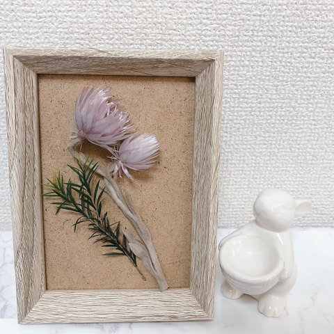 ドライフラワーの贈り物🌼イモーテル