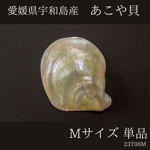 【送料込】愛媛県宇和島産　磨きあこや貝　単品Mサイズ