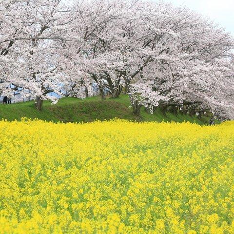 桜並木と菜の花畑