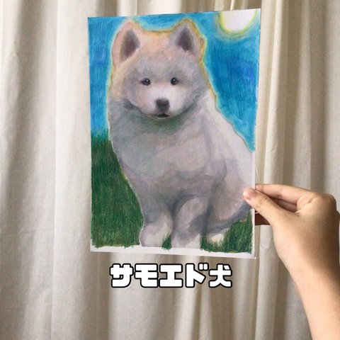 サモエド犬 イラスト