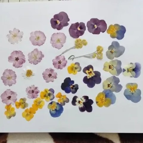 押し花素材