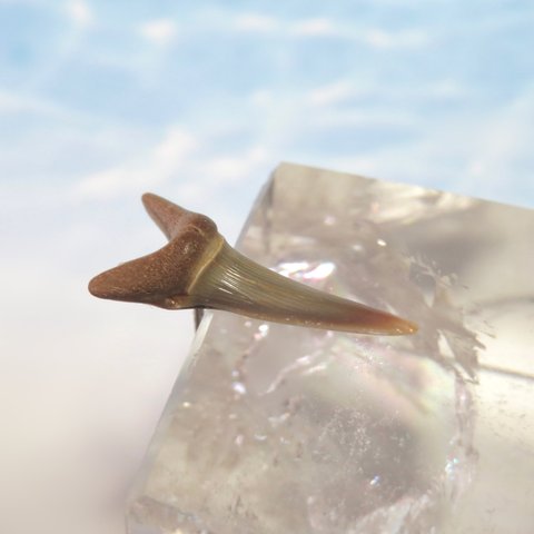 化石標本◇サメの歯【I】／pierce（片耳）／316L