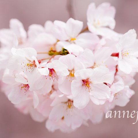 桜の花のポストカード 5枚セット