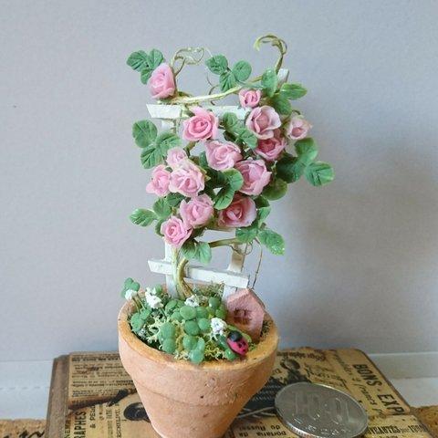 ミニチュアの花…「ラッキークロバーとピンクのつる薔薇のコンテナ」
