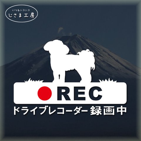 マルチーズの白色シルエットステッカー煽り運転ドライブレコーダー録画中‼