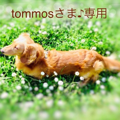 tommosさま♪専用