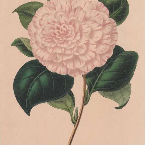 フランスアンティーク 博物画 植物画『Camellia』 多色刷り石版画　ボタニカルアート