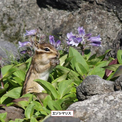 北海道のかわいい動物写真（KGサイズ）　6種6枚セット