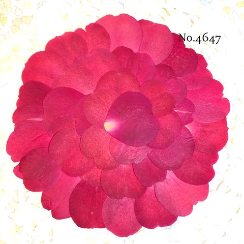 ♡new♡作家様必見♡ 花びらがいっぱい♡ 押し花セット