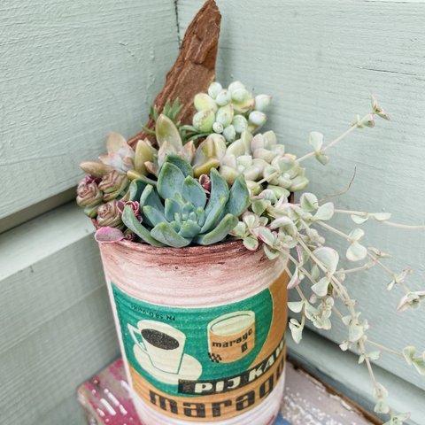 多肉寄せ植え🌵