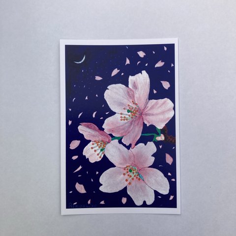 桜(夜桜)咲いてよし散ってよし