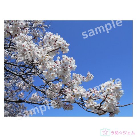 桜《sakura-008》　4200×3150（JPGファイル,300dpi）