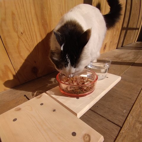 猫 ご飯台 2個セット