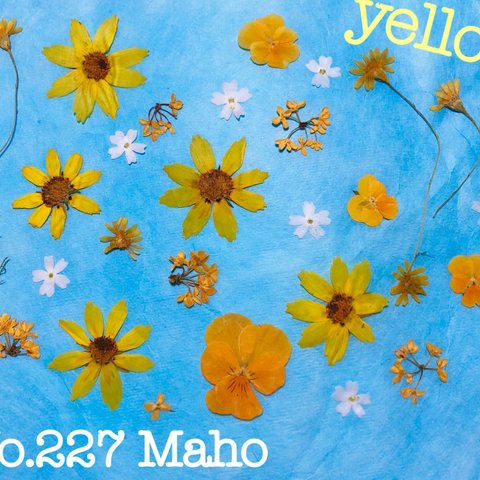 ♡押し花素材♡yellow×White♡