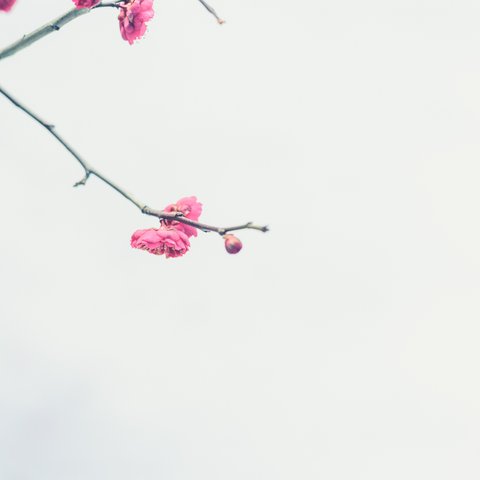 写真のある豊かな暮らし【ほのかに咲く梅の花】