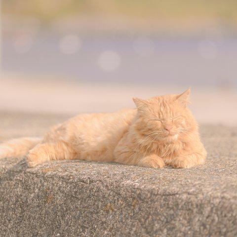 島ねこたち（６枚組）