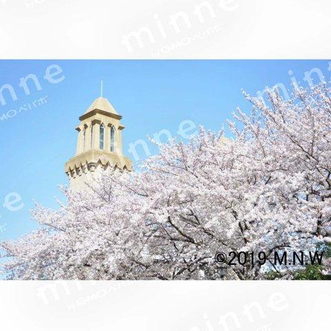 桜 (サクラ・さくら) 写真 6000×4000pixel