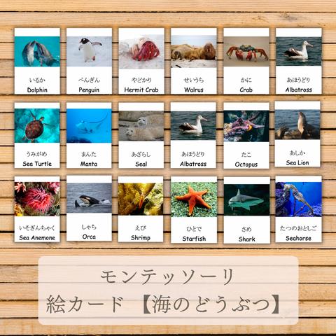 【現物送付】英語 モンテッソーリ 絵カード 海のどうぶつ 20種