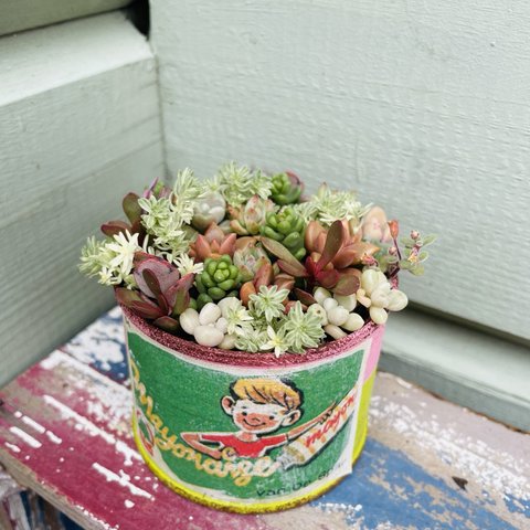 多肉寄せ植え🌵