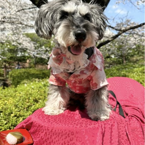 犬猫うさちゃん服　ピンクゴールドのタキシード