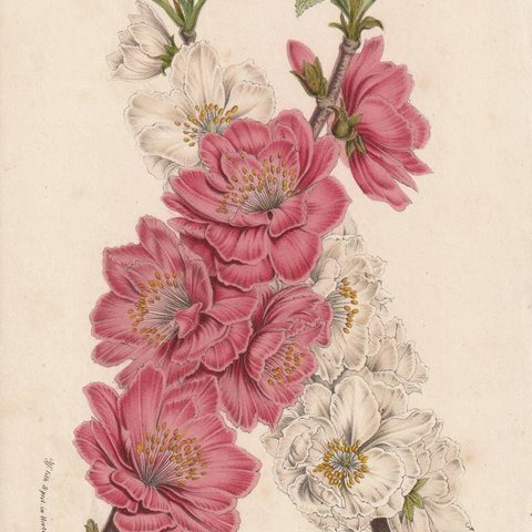 フランスアンティーク 博物画 植物画『A　MYGFALUS　PERSICA』 多色刷り石版画　ボタニカルアート