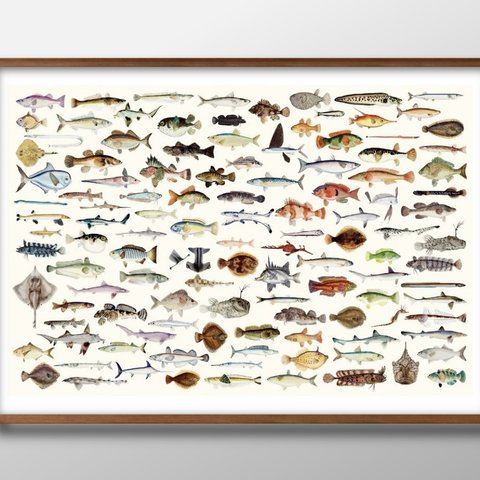 8836■A3アートポスター『魚図鑑　海洋生物』絵画/イラスト/マット/北欧