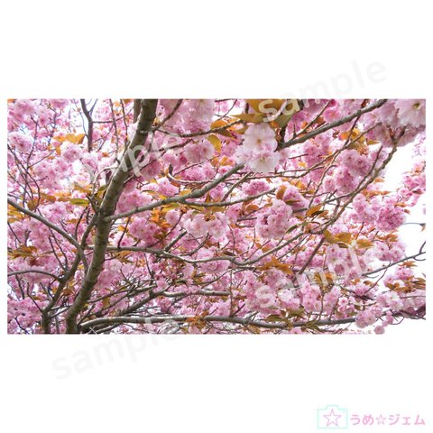 PC壁紙　八重桜《sakura-005》（PNGファイル）