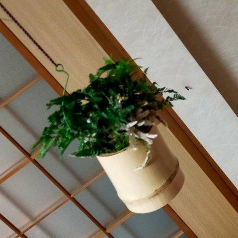 トキワシノブ吊り竹苔盆栽★初夏フェア