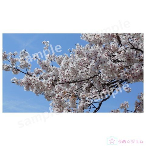 PC壁紙　桜《sakura-003》（JPG・PNGファイル）