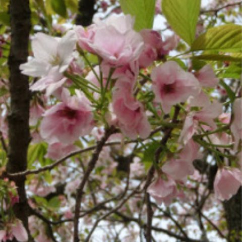 御車返し桜☆鉢セット、送料無料★