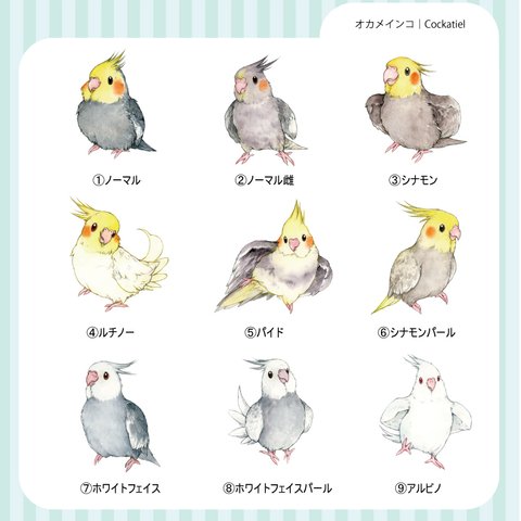 オカメインコの防水ステッカー｜ミニサイズ