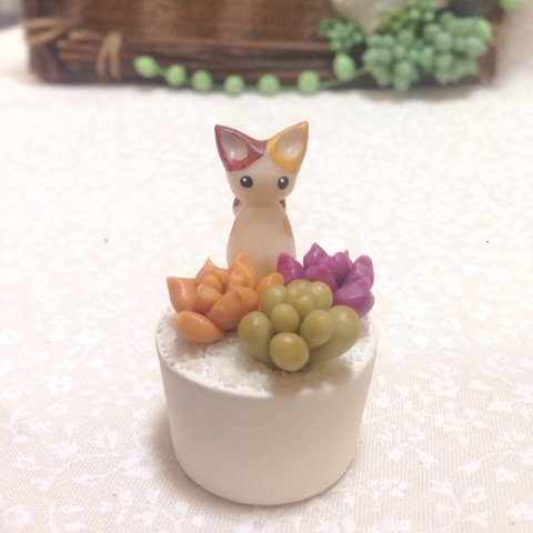 にゃんことぷっくり多肉植物寄せ植え