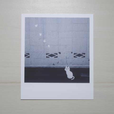 ポラロイド型 写真×イラスト作品「白猫と蝶」(ステッカー)