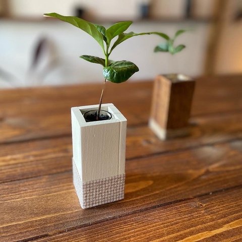 woodcube mini long＜コーヒーの木セット＞