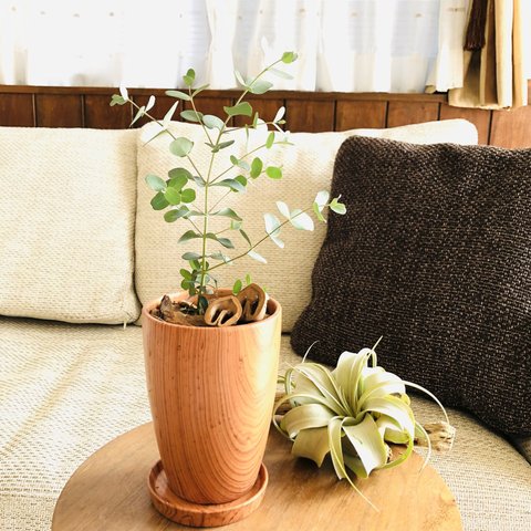 Rose Wood テラコッタ鉢　グニー　受け皿付き 観葉植物　インテリア