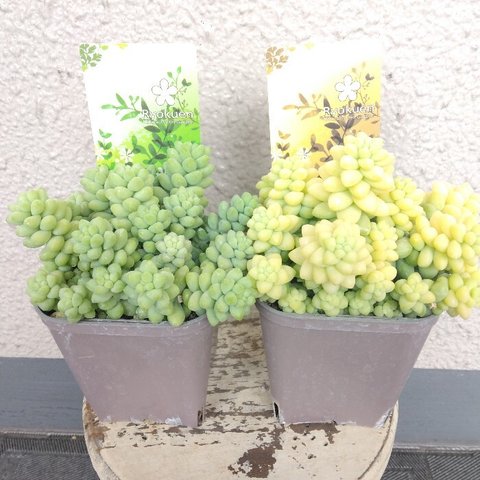 セダム【玉つづり】　多肉植物　翡翠色　2個セット色違い　ボリューム◎　観葉植物　