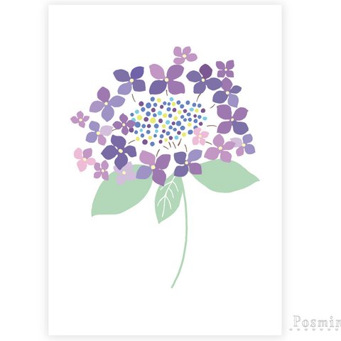 《ガク紫陽花のポスター》A4サイズ