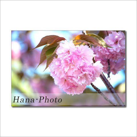 1508) 華やかな八重桜（サトザクラ）と陽光桜　　　ポストカード5枚組