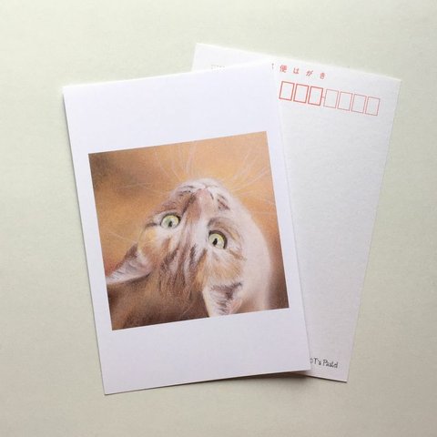 ３６　選べるポストカード　見上げる猫　5枚セット