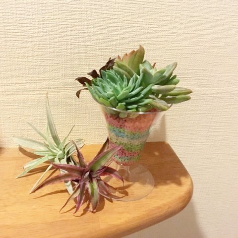 パフェ型寄せ植え♡エケベリア他