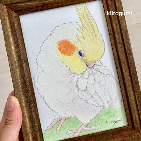 オカメちゃん原画　羽繕い（ルチノーオカメインコ）