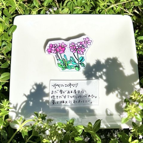 高山植物【サマニユキワリ】ブローチ