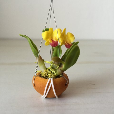 一点もの‼︎ ランの花の鉢植え【黄色】(ミニチュア)